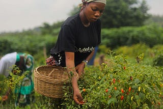 Farming is King: Agbeloba in the Crux of Agro-business in Africa