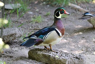 Wood duck standing on a rock