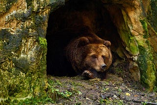 Sometimes Hibernation Is The Best Response