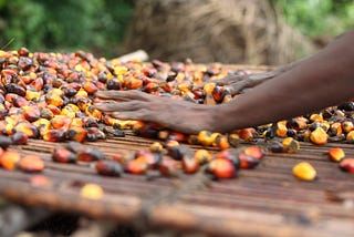 Rush for rocks, gold and palm oil — women document land corruption in Liberia