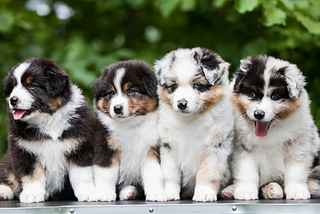 What are the typical personality traits and temperament of Australian Shepherds
