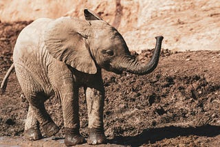 This image shows a young elephant walking in the mud with its trunk raised.