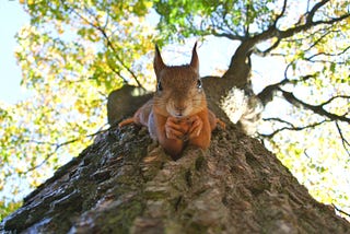 Shot of someone looking up at a tree. There is a funny squirrel holding a nut.