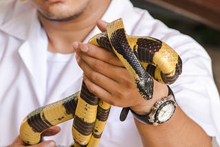 Species for Sale: Snakes