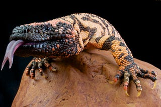 How Gila Monster Venom & American Taxpayers Built the Foundation for the GLP-1 Boom