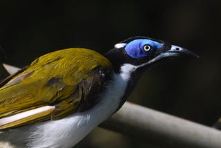 Bird with a stunning two-tone blue face, black mohawk, olive back and wings, and white front with a black bib.