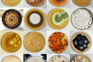 Bioprospecting for Magic Molecular Machines in our Mold Soup of a World