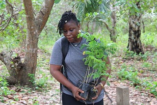 Conservation de la forêt de Tanhounzoun au Bénin