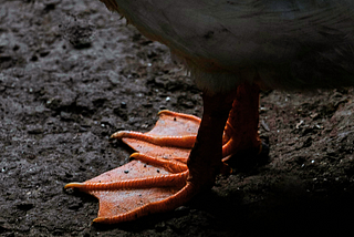 Close-up of a bird’s feet gently perched on earthy soil, symbolizing grounding and a connection to nature.