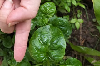 Kitchen Adventures: The Sound of the Harvested Brazilian Spinach