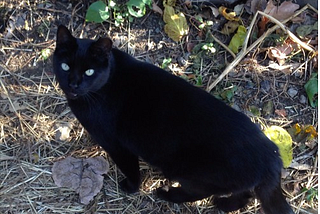 The Wild Cats of Roosevelt Island