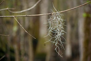 Shedding skin