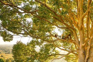 An Open Letter to Tree Planters this Arbor Day From Shel Silverstein’s Giving Tree