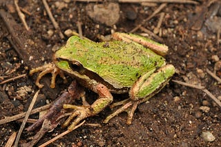 The Frogs of Mountain Lake