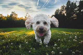Photo of a small white dog running on a meadow at eye level.
