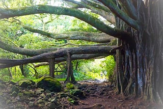 Recovering and Thriving like Lahaina Banyan