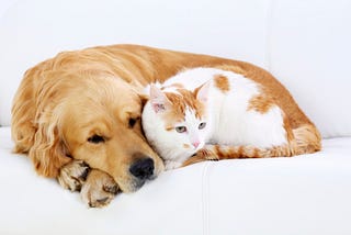 Cats vs. Dogs: Which Does the World Prefer?