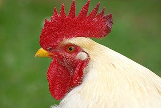 Poultry Farming for Beginners guide in India