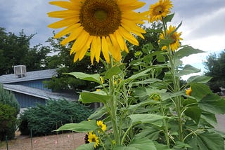 Fall Gardening Has Officially Begun!