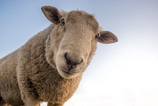 The Parable of the Lost Sheep — Hidden Meanings in The Parables of Jesus (PaRDeS)