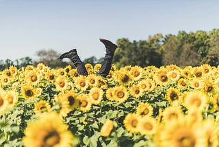 Dark jeaned lower legs and booted feet sticking up from a field of sunflowers.