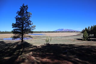 a tree in a shadow, a meadow with ponds dispersed behind it and a mountain range in the distance