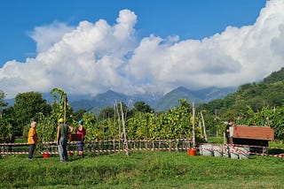 The Grape Harvest Marks The End Of Summer