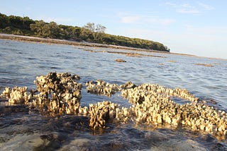 The fate of the world’s coral reefs: the truth and nothing but the truth.