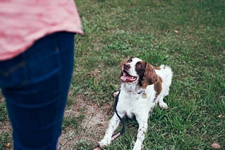 How to Train Your Dog to Be Calm: The Ultimate Guide