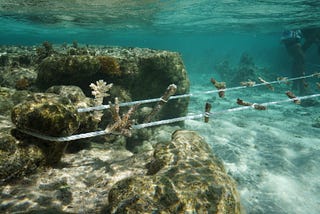 Successful ‘Our Ocean Guardians’ Programme Initiative launches at INTERCONTINENTAL FIJI GOLF RESORT…