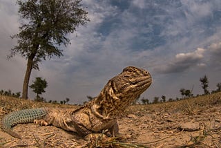 Biodiversity in India
