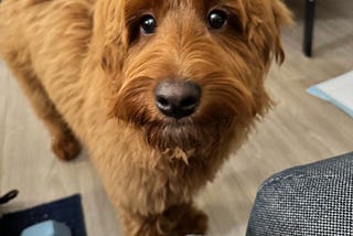 5 Fun Ways to Spoil Your Dog on National Pet Day