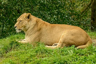 How to Book Your Devaliya Safari Park Trip