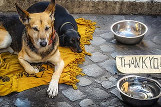 Homelessness and Dogs — A Special Bond in a Time of Hardship