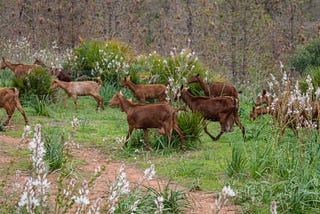 Photographing Goats is Easier than People