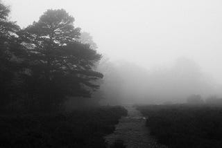 Foggy forest path at dawn, quiet trail disappearing into mist, symbolizing calm, resilience, and steady forward movement in wellness.