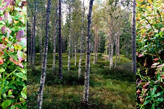 Picking berries in the forest/ Swedish blueberry pie