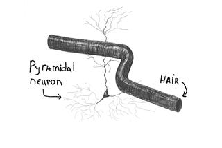 The Core Computational Principles of a Neuron