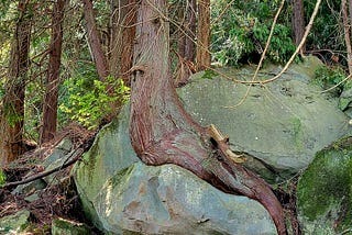 The Cedar in the Stone or the Other Way Around