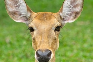 In the Eyes of a Doe