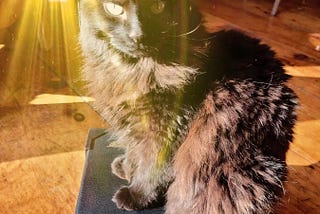 Fluffy black cat, Frida, with a halo
