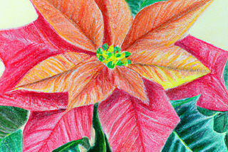 colored pencil drawing of poinsettia