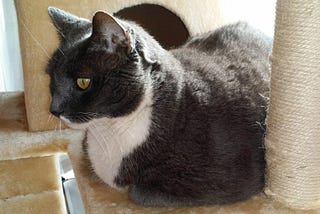 Mr. Winks in the cat tree.