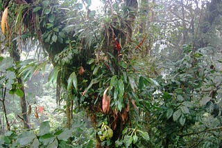 It is impossible to plant a rainforest: An origin story