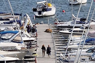 Walrus Freya sunbathing on the landing stage in Oslo