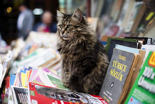 Turkish Stray Cats: Owner of the Streets