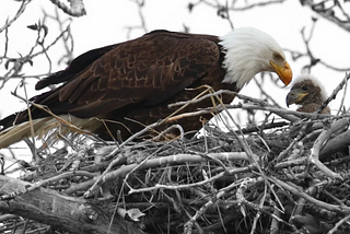 Something About Montana Eagles, Worry, And Resilience