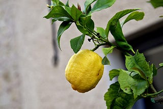 The Unexpected Lemon Tree