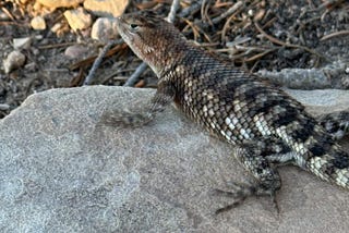 A Lizard Lingering, Lounging, and Looking Longingly