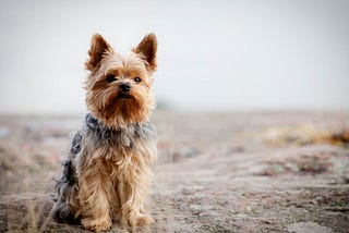 How To Train A Yorkshire Terrier